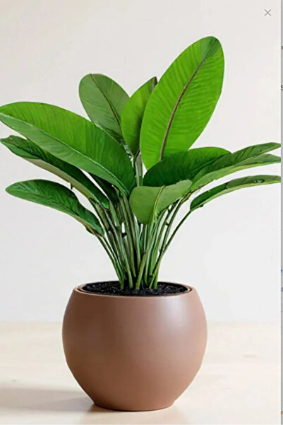 poliva home Küre Saksı 20 Cm Saksı Beyaz Plastik Saksı Çiçek Saksısı