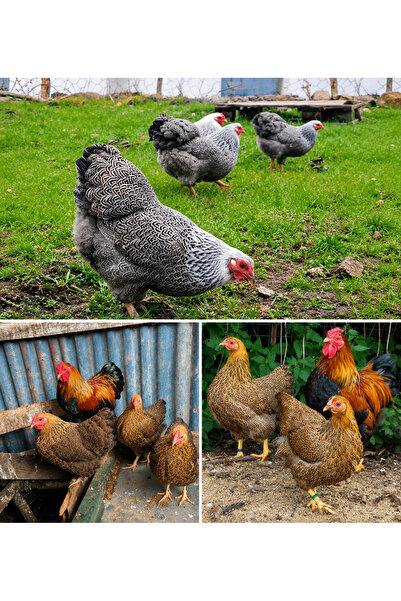 KARACAN SÜS TAVUKLARI VE YUMURTA 12 ADET BANTAM WYANDOTTE KULUÇKALIK YUMURTA