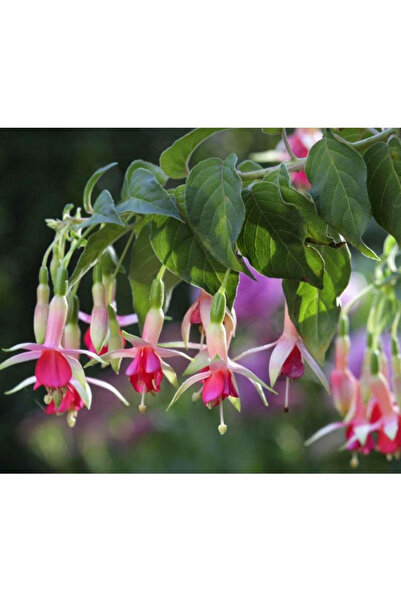 123 100Pcs Fuchsia Premium Seeds - Blue White, Red Non-Gmo Outdoor Heirloom