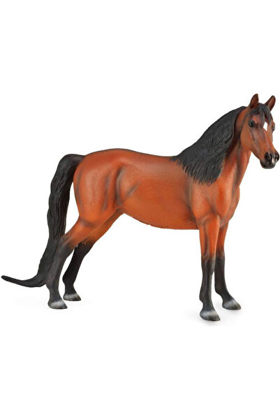 Collecta Morgan Bay