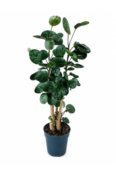 ERNAZ Fabian Aralya Polyscias Scutellaria Fabian Q17 saksı 50 60 cm boy İç Mekan Bitkisi