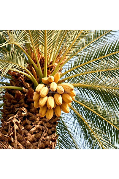 123 100 Sweet Tomor Seeds Drought Resistant Suitable for Garden and Home Plan...