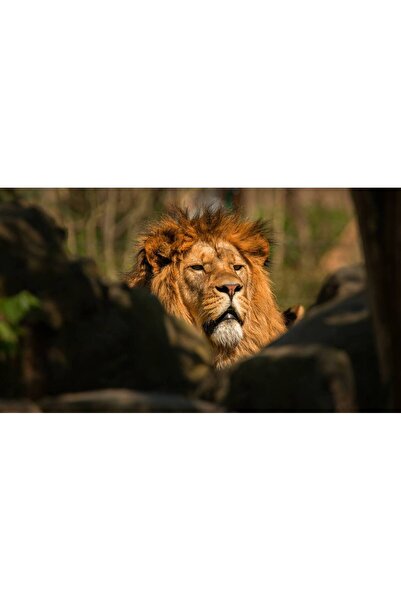 Persona Tablou canvas 100 x 70 cm, Animale model 220