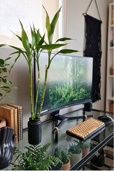 co arma Natural Bamboo Plant (Bamboo Cane) 3 Branches