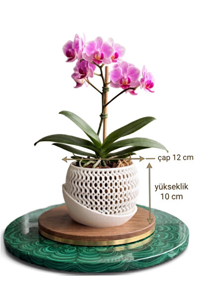 APİLOVA Home Modern Dalgalı Tasarım Orkide Saksısı - İç Çap 12 cm Yükseklik 1...