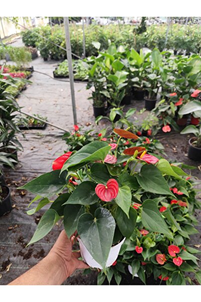 Yades Canlı Flamingo Çiçeği (Anthurium) 50 cm - Dekoratif Ev ve Ofis Bitkisi-...