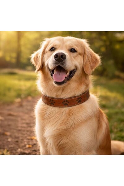 JACQUELINE Brown Dog Collar 50 x 2.5 cm