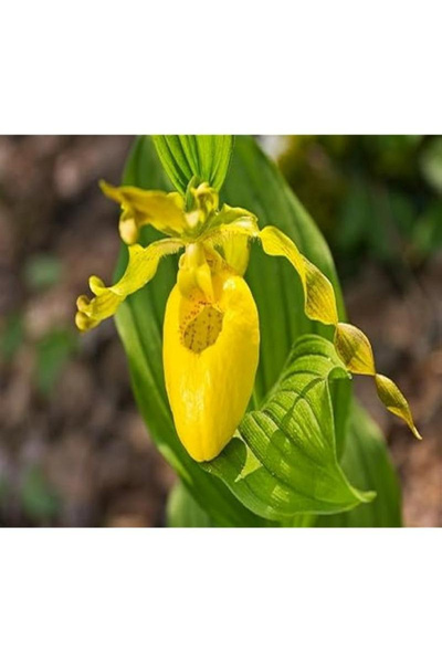 123 300 Pcs Yellow Orchid Seeds