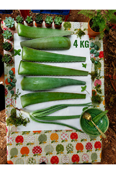 4 kg Doğal alovera Yaprağı Taze Hasat Aloe Vera Yaprağı 3 Yaş Aloe Barbadensis Miller