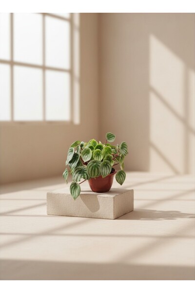 Genel Markalar Mine Garden Ankara: Karpuz Peperomiya (Peperomia argyreia)