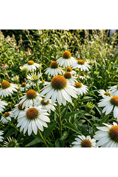 Bloom & Sow Seed 100 بذرة من زهرة الإشيناسيا البيضاء النقية - مناسبة للحدائق ...