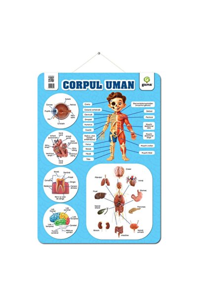 Gama Poster educativ, Corpul uman