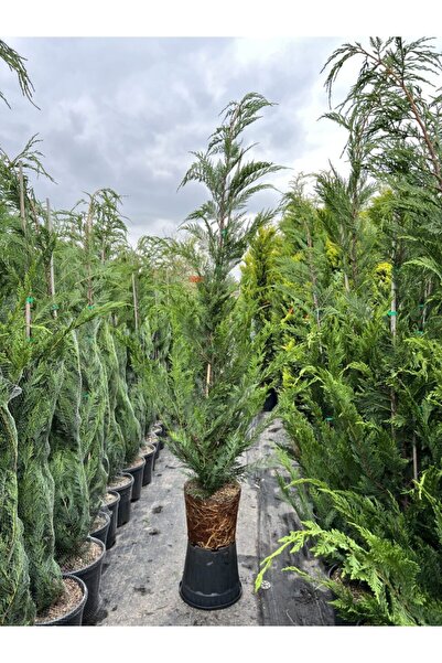 Generic Brand Leylandii 50-70cm
