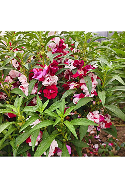 Bloom & Sow Seed بذور بلسم مزدوجة الزهرة متعددة الألوان (توتش-مي-نوت) - زهور ...