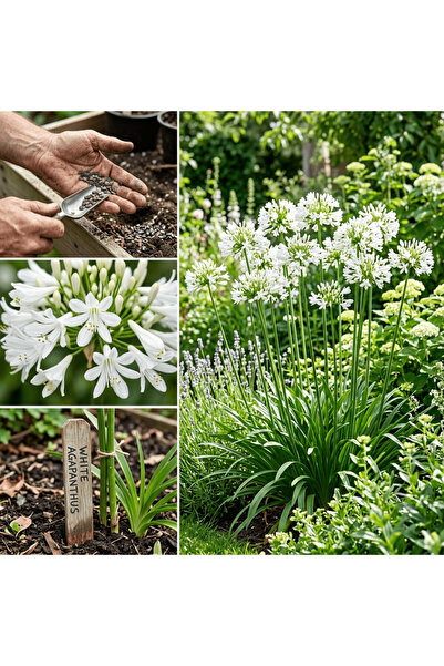 Bloom & Sow Seed بذور زهرة الأجابانثوس البيضاء (زنبق النيل) - نبات دائم يتحمل...