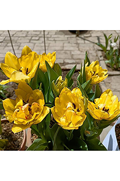 Bloom & Sow Seed بذور التوليب الأصفر ذو الزهرتين - نباتات متعددة الأزهار متين...