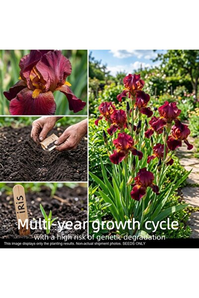 Bloom & Sow Seed بذور السوسن اللحيةية بلون بورجوندي - سوسن عتيقة ذات أزهار كب...