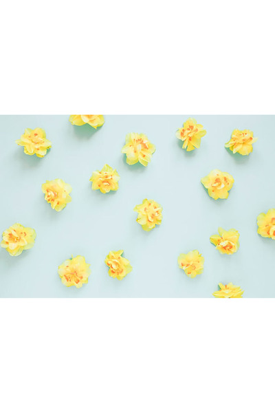 Bloom & Sow Seed بذور نرجس أصفر مزدوج الإزهار، بخطوط برتقالية مركزية، نبات دا...