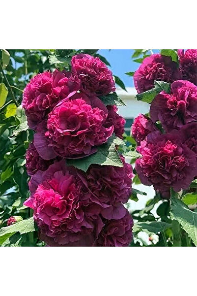 Bloom & Sow Seed Dark Rose Red Multi-Petal Cotton Rosemallow, Hardy Landscape...
