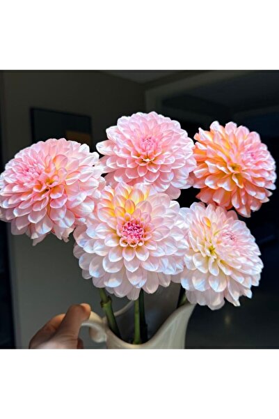 Bloom & Sow Seed Pastel Pink Apricot Round Dahlia Bulbs, Long Stem Potted Gar...