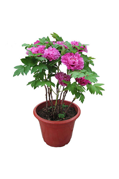 Bloom & Sow Seed Magenta Purple Tree Peony Seeds, Hardy Perennial Shrub, for ...
