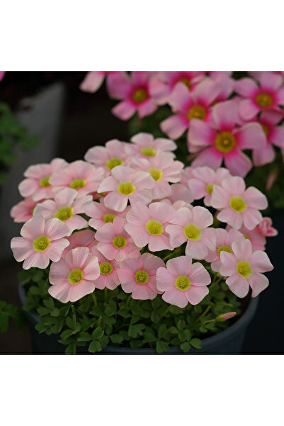 Bloom & Sow Seed Pale Pink Oxalis Corms, Mass‑Flowering Ornamental Potted Pla...