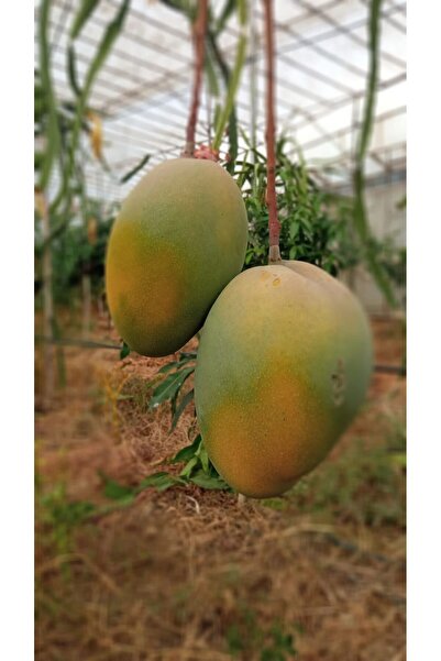 TROPİKAR MANGO YERLİ 1 ADET 400 GRM ÜSTÜ