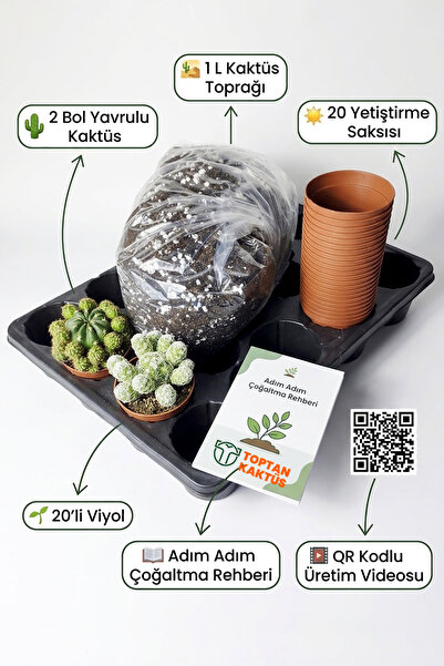 Toptan Kaktüs Kaktüs Çoğaltma ve Yetiştirme Seti – 2 Bol Yavrulu Kaktüs + 20 Saksı + 20’li Viyol + 1 Litre Kaktüs