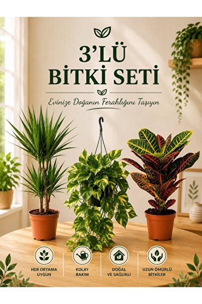 ROSİDA SÜS BİTKİLERİ 3lü BİTKİ SETİ Marginata2li-sarmaşık askılı-kraton