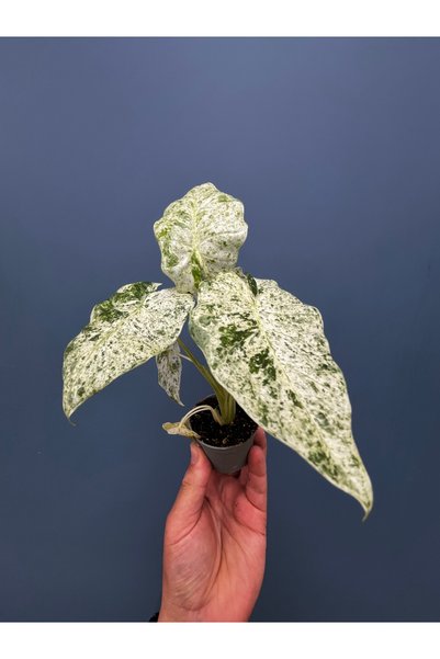 SUKULENTİSTANBUL Alocasia Odora Variegata - Nadir Tür- Alacalı Fil Kulağı - 6cm Saksıda Canlı Salon Bitkisi"