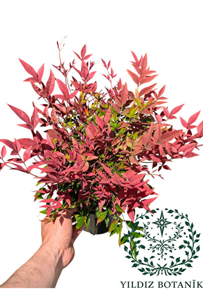 YILDIZ BOTANİK Nandina Seika Renk Değiştiren Cennet Bambusu Nandina Obsession...