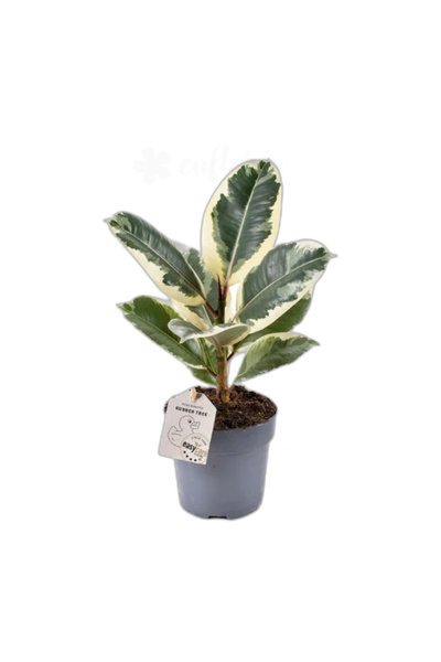 Eufloria Ficus elastica 'Tineke' Ø12cm
