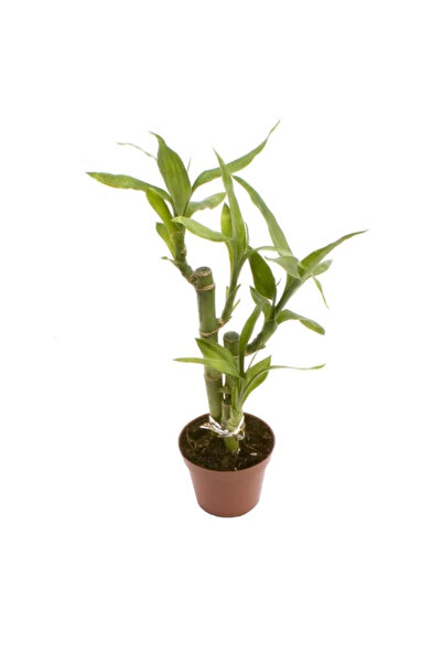 Eufloria Dracaena braunii 'Lucky Bamboo' D6
