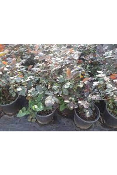 Genel Markalar Bembeyaz Saksılı Beyaz Gül Fidanı 15-25 Cm