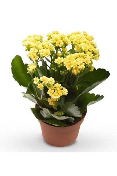 GARDENYA TOHUMCULUK Güneş Renk Canlı Kalonchoe (Kalanşo) Çiçeği Fidanı 10-20 cm