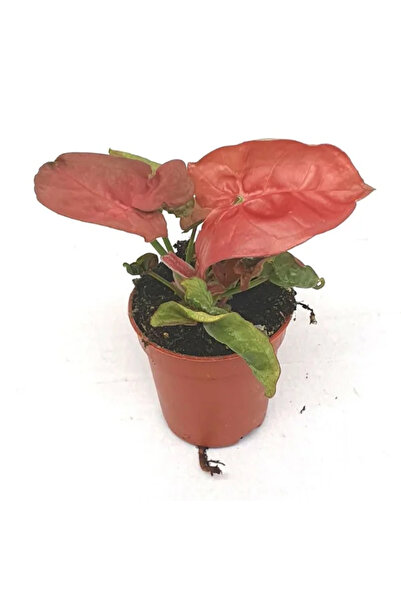 Eufloria Syngonium 'New Dew' Ø5.5cm