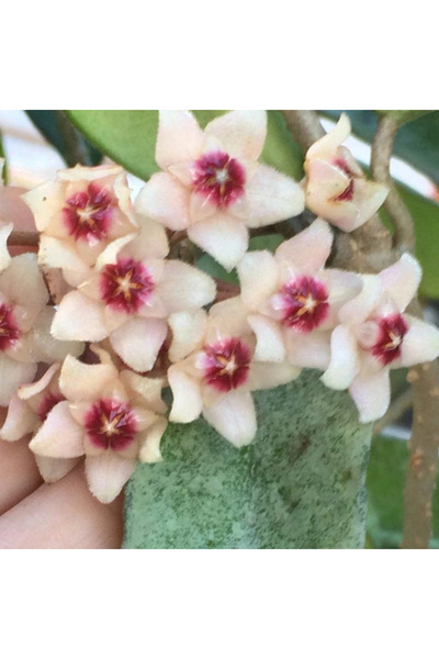 Eufloria Hoya carnosa 'Grey Ghost' Ø6cm