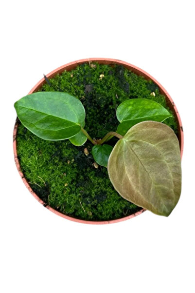 Eufloria Anthurium 'Regina Inimilor'