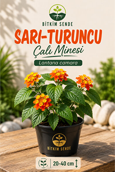 Bitkim Sende Videolu Sarı Turuncu Bodur Ağaç Minesi 1 Adet Saksılı 30-50 Cm B...