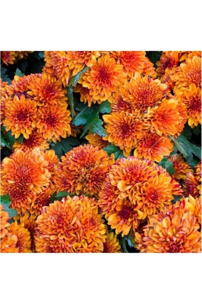 Mimoza Kasımpatı Saksı’da (CHRYSANTHEMUM) Turuncu Renk 10-20 cm