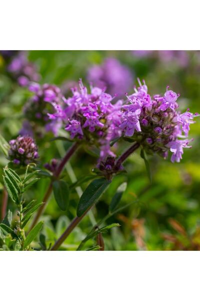 Fidanburada Yabani Kekik (Thymus Serpyllum)