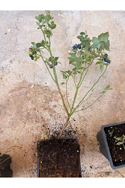 Mercan Fide Kalın Gövdeli Gerçek 2 Yaş Blueberry Maviyemiş Sunshıne Blue (BOD...