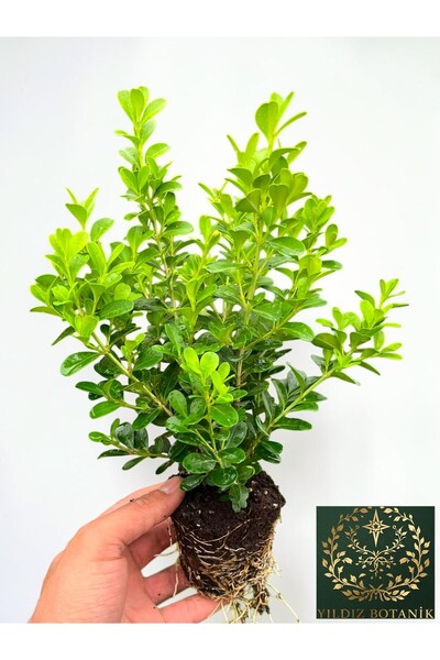 YILDIZ BOTANİK 10 Adet Şimşir Fidanı Yarı Bodur Çit Bitkisi Buxus Sempervirens Rotundifolia 15-20 CM