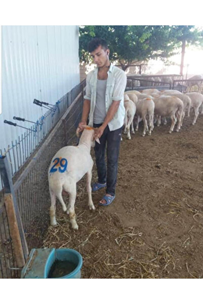 Farmena Hayvan Numaralandırma Damga Seti 0-9