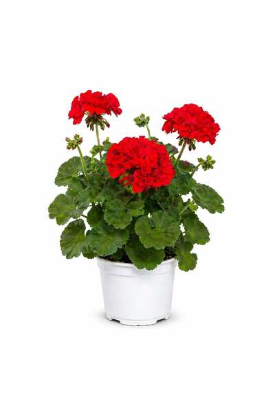 gardenkoala Kırmızı Sardunya – Pelargonium hortorum – 12 cm Saksı