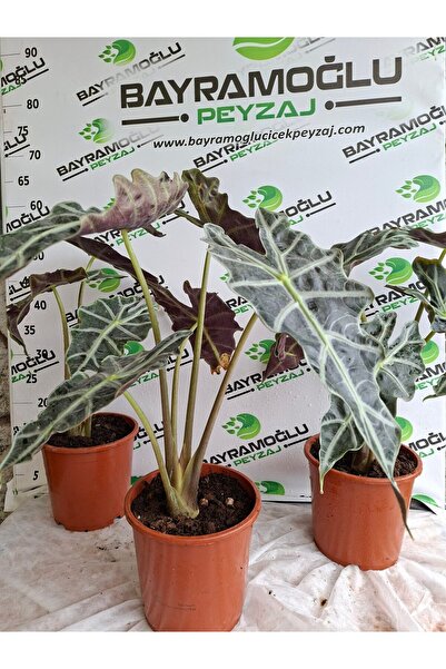 Bayramoğlu Peyzaj Fil Kulağı Bitkisi (Alocasia amazonica 'Polly')