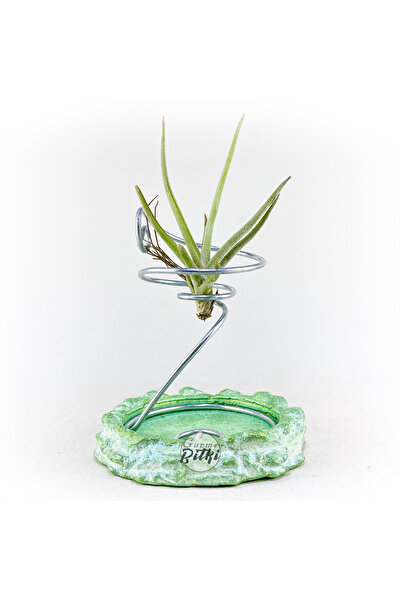 Gurme Bitki Tillandsia Glabrior (S) - El Yapımı Dekoratif Standı ile Hava Bit...