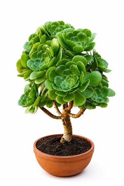 Mialys İthal Aeonium Arboreum Green Rose Ağaç Formlu Sukulent 8 cm Hobi Saksıda