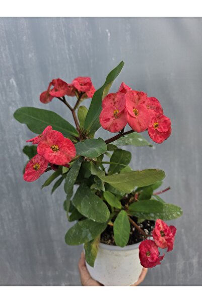 Atlas Flora Garden Tayland dikenler tacı