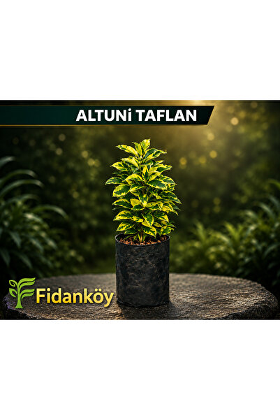FİDANKÖY Altuni Taflan büyük tüplü 1/2 yaş